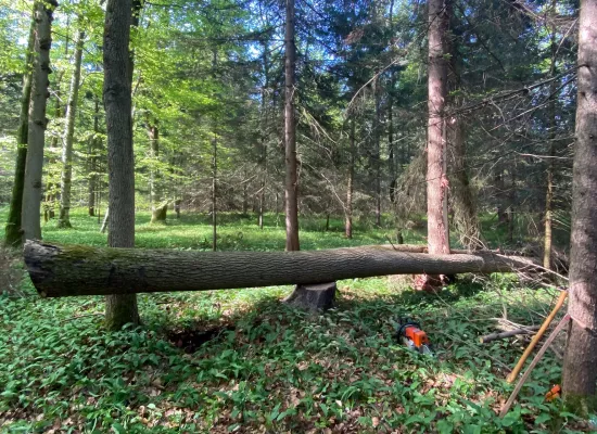 Fällung im eigenen Wald