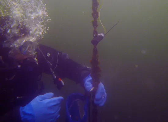 Anbringen Schneidladung an Ankerkette