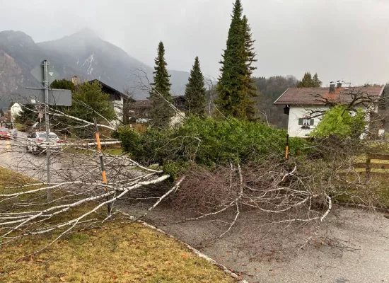 Link zur Sturmschadenbeseitigung