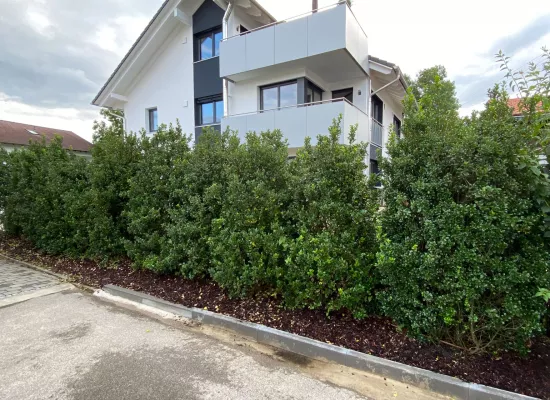 Neu gepflanzte Illexhecke