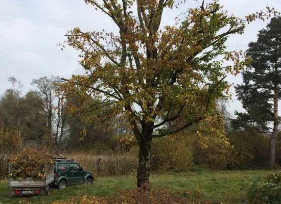 Rückschnitt Baum mittels Klettertechnik