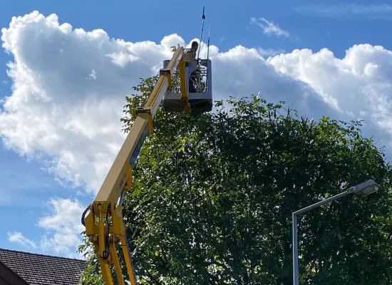 Rückschnitt Nussbaum mit Hebebühne