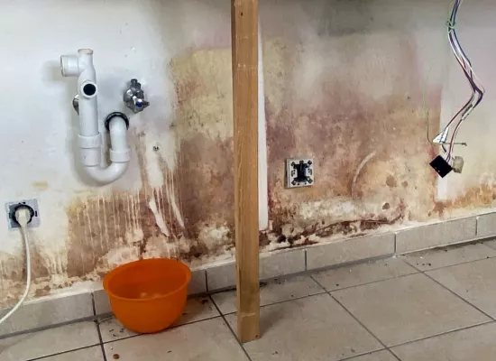 Link zur Schimmelbekämpfung