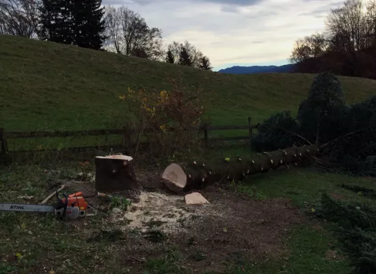 Link zu Baumfällungen