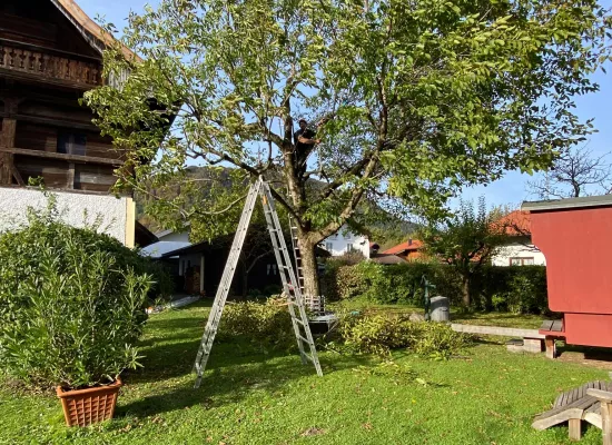 Obstbaumschnitt
