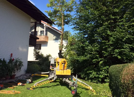 Baumfällung zwischen Häusern