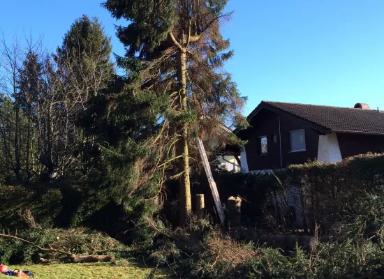 Abtragen Fichte in Garten