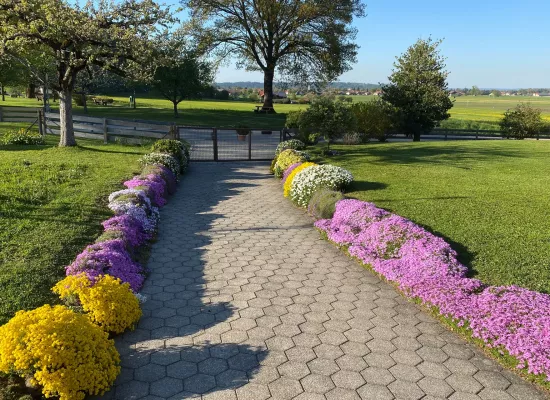 Angelegte Trockenmauer mit Bepflanzung