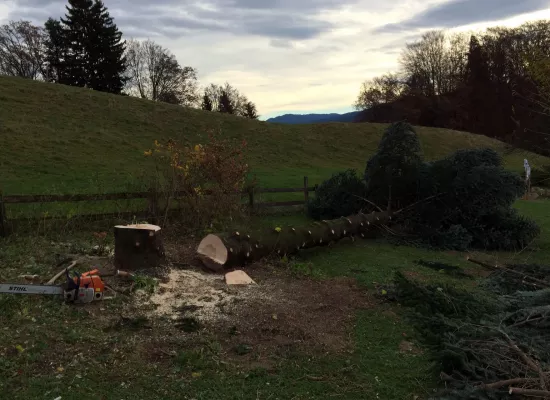 Baumfällung in Garten