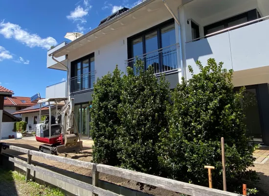 Planzung von Ilexhecke